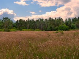IMGP6045-1_overdrev og skov